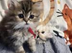 RubyRed - Persian Kitten For Sale - Cayce&comma; SC&comma; US