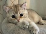 Husky - Scottish Straight Kitten For Sale - Fairfax&comma; VA&comma; US