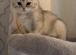 Husky - Scottish Straight Kitten For Sale - Fairfax&comma; VA&comma; US