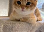 Peanut - Scottish Straight Kitten For Sale - Fairfax&comma; VA&comma; US