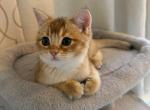 Peanut - Scottish Straight Kitten For Sale - Fairfax&comma; VA&comma; US