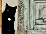 Pepper - Domestic Cat For Adoption - MA&comma; US
