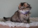 Meadow - Scottish Fold Kitten For Sale - 