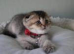 Chiara - Scottish Fold Kitten For Sale - Henderson&comma; NV&comma; US