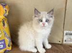 Big Ragdoll Boy - Ragdoll Kitten For Sale - 
