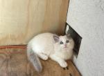 Precious Ragdoll Girl - Ragdoll Kitten For Sale - 