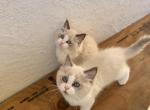 Sweet Ragdoll Babies - Ragdoll Kitten For Sale - 