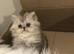 Abby - Persian Kitten For Sale - Los Angeles&comma; CA&comma; US