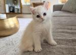 Sunny - British Shorthair Kitten For Sale - Houston&comma; TX&comma; US