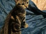 Tabby Kittens - Domestic Kitten For Adoption - Sioux Falls&comma; SD&comma; US