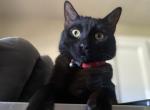 Silas - Domestic Kitten For Adoption - Boone&comma; NC&comma; US
