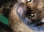 Cc - Domestic Kitten For Adoption - 