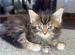 Yellow female - Maine Coon Kitten For Sale - 