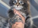 MaleMaineCoon - Maine Coon Kitten For Sale - 