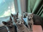 New Litter - Russian Blue Kitten For Sale - Phoenix&comma; AZ&comma; US