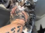 Pink female - Maine Coon Kitten For Sale - Montrose&comma; PA&comma; US