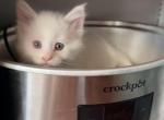 LightBlueFemale - Maine Coon Kitten For Sale - Montrose&comma; PA&comma; US