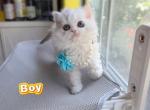 Ponpon - Selkirk Rex Kitten For Sale - CA&comma; US