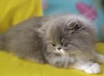 Blue bicolor male - Persian Kitten For Sale - Greenwood&comma; SC&comma; US