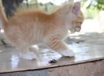 CreamPuff - Domestic Kitten For Sale - Emory&comma; TX&comma; US