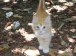 CreamPuff - Domestic Kitten For Sale - Emory&comma; TX&comma; US