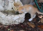 CreamPuff - Domestic Kitten For Sale - Emory&comma; TX&comma; US