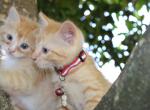 CreamPuff - Domestic Kitten For Sale - 