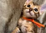 Brown male Orange collar - Bengal Kitten For Sale - CO&comma; US
