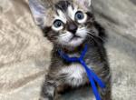 Cool brown Male Blue Collar - Bengal Kitten For Sale - CO&comma; US