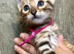 Brown Female Pink Collar - Bengal Kitten For Sale - CO&comma; US