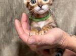 Brown male Green collar - Bengal Kitten For Sale - 