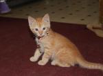 Sandy Mandy - Domestic Kitten For Sale - 