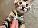 Brown female Seafoam collar - Bengal Kitten For Sale - CO&comma; US
