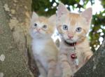 Sandy Mandy - Domestic Kitten For Sale - Emory&comma; TX&comma; US