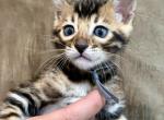 Brown male Gray collar - Bengal Kitten For Sale - CO&comma; US
