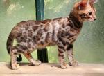 Leia's Brown girl with a t - Bengal Kitten For Sale - Buellton&comma; CA&comma; US