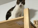 Ossie - Domestic Cat For Adoption - 