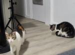 Ruby - Domestic Cat For Sale - 