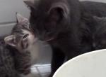 Luna and Twyla - Russian Blue Kitten For Adoption - Atlanta&comma; GA&comma; US