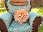 Bartholomew - Munchkin Kitten For Sale - Neosho&comma; MO&comma; US