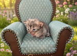 Esme - Munchkin Kitten For Sale - Neosho&comma; MO&comma; US