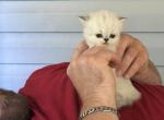 Blaze - Persian Kitten For Sale - Spruce Pine&comma; NC&comma; US