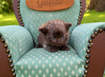 Gustav - Munchkin Kitten For Sale - Neosho&comma; MO&comma; US
