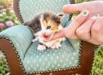 Calypso - Munchkin Kitten For Sale - Neosho&comma; MO&comma; US