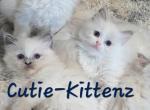 Skylar's babies - Ragdoll Kitten For Sale - Nixa&comma; MO&comma; US