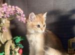 Simba - Scottish Straight Kitten For Sale - PA&comma; US