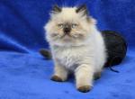 Black - Himalayan Kitten For Sale - Bridgewater&comma; VA&comma; US