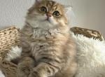 Winston Theodore Scottish fold - Scottish Fold Kitten For Sale - Celebration&comma; FL&comma; US