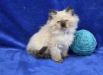 Aqua - Himalayan Kitten For Sale - Bridgewater&comma; VA&comma; US