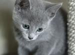 Male Kitten Russian Blue - Russian Blue Kitten For Sale - Charlotte&comma; NC&comma; US